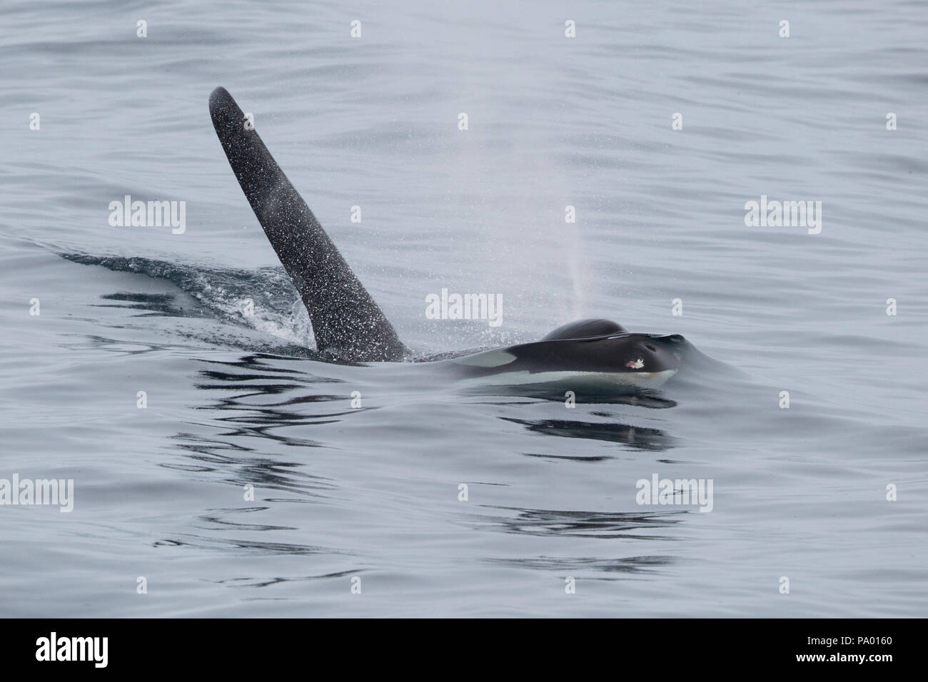 Schwertwal oder Orca (Orcinus orca), östliches Russland Stockfoto