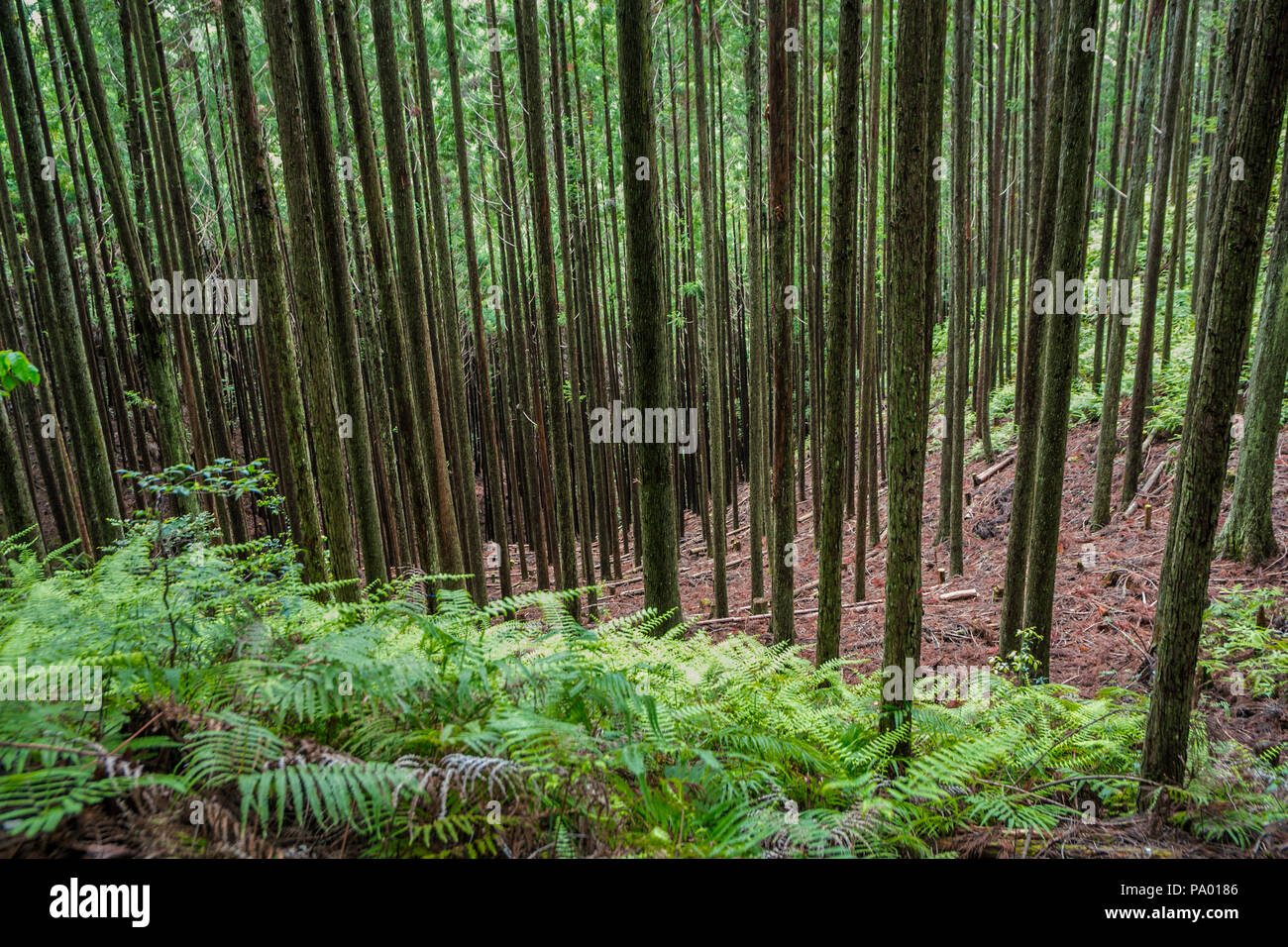 Kumano Kodo Pilgerweg. Weg zum Grand Schrein, Kumano Hongu Taisha. Nakahechi. Präfektur Wakayama. UNESCO. Japan Stockfoto