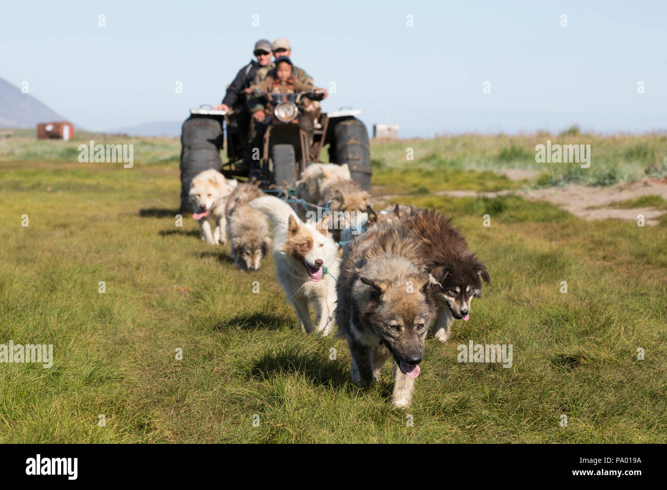 Hundeschlitten, Lorino, Tschukotka, Russland Stockfoto