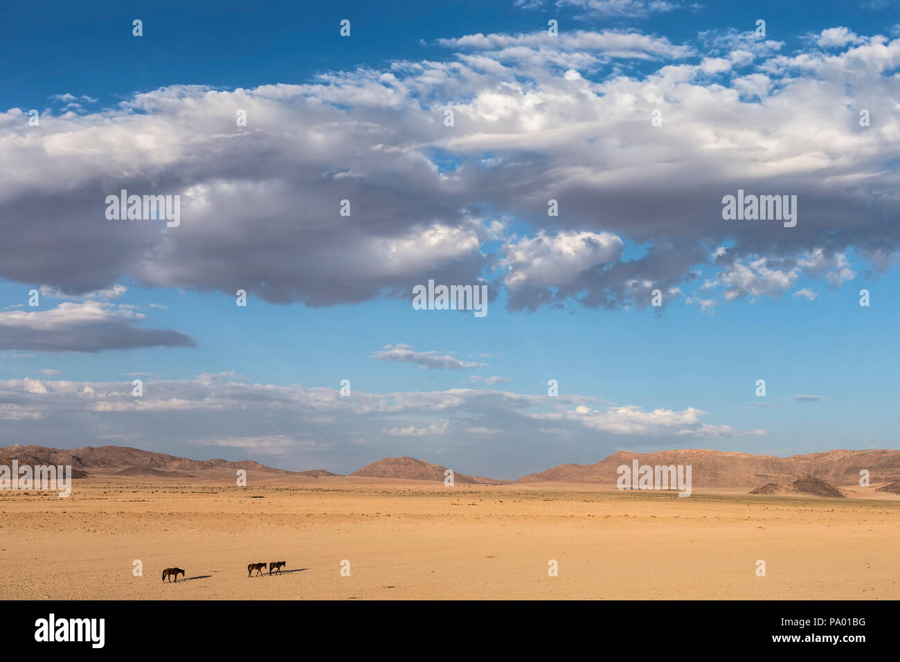 Wilde Pferde, Australien, Namibia Stockfoto