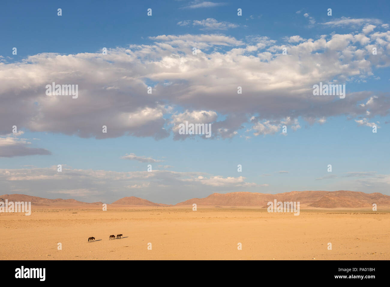 Wilde Pferde, Australien, Namibia, Stockfoto