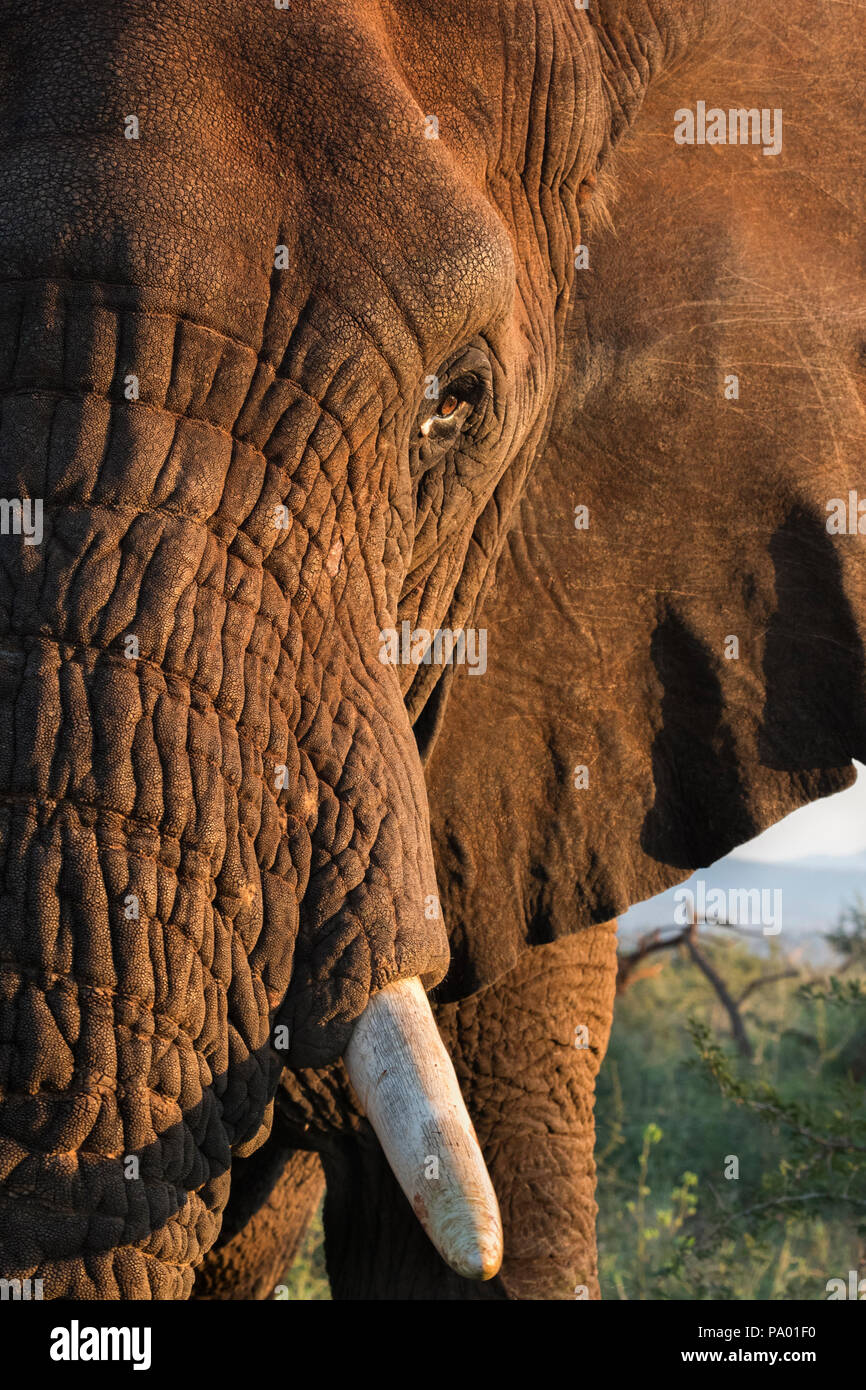 Elefant (Loxodonta africana) close-up, Zimanga Private Game Reserve, KwaZulu-Natal, Südafrika, Stockfoto