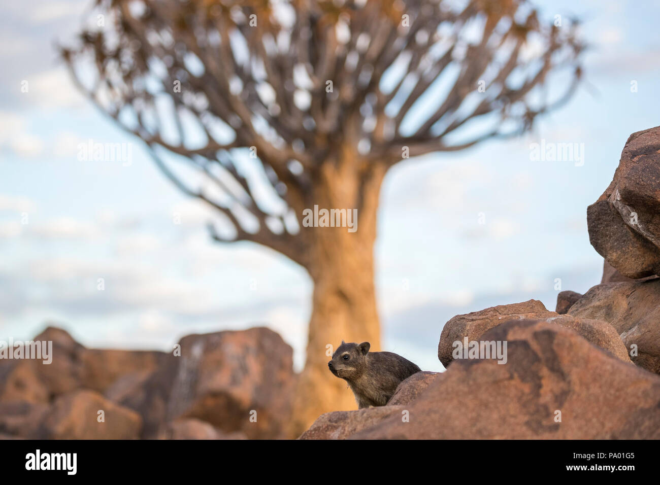 Klippschliefer (Procavia capensis), Köcherbaumwald, Keetmanshoop, Namibia Stockfoto