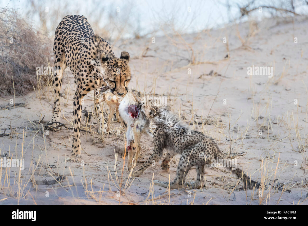 Gepard (Acinonyx jubatus) und cub Fütterung auf Scheuern Hase (Lepus Saxatilis), Kgalagadi Transfrontier Park, Südafrika Stockfoto