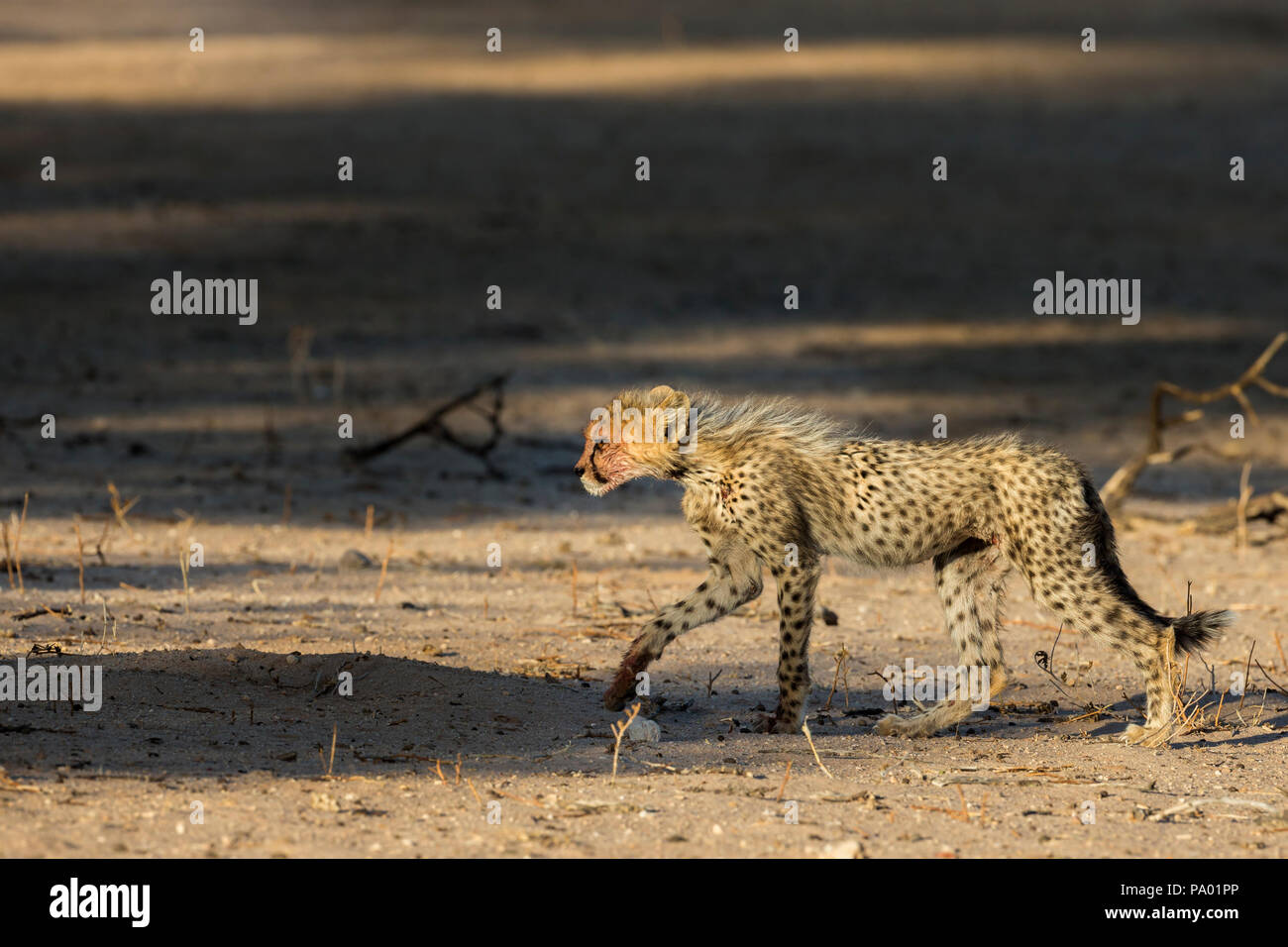 Gepard (Acinonyx jubatus) Cub, Kgalagadi Transfrontier Park, Südafrika Stockfoto