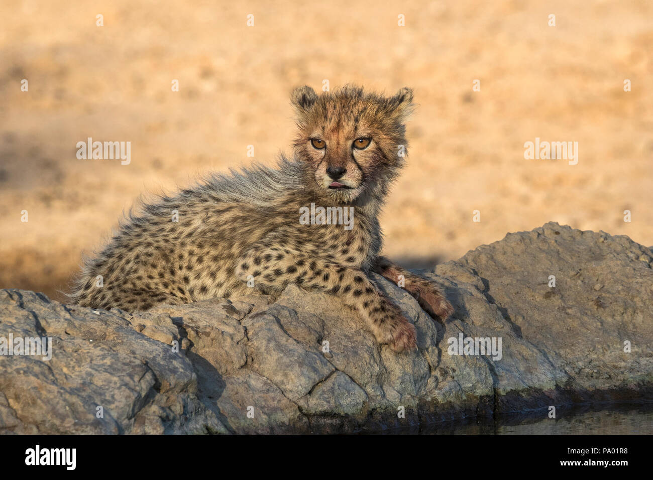 Gepard (Acinonyx jubatus) Cub, Kgalagadi Transfrontier Park, Südafrika, Stockfoto