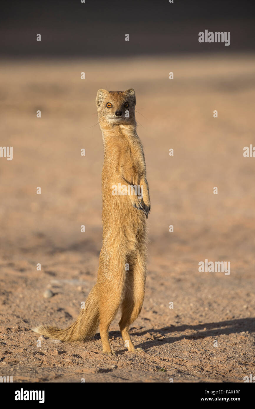 Gelbe Mungo (Cynictis Penicillata), Kgalagadi Transfrontier Park, Südafrika, Stockfoto