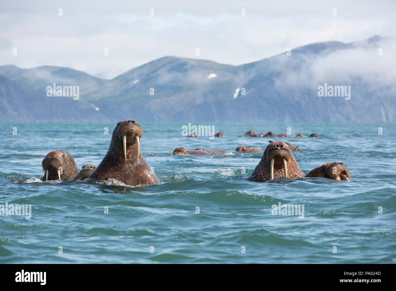 Pazifische Walross (Odobenus rosmarus divergens), Kamtschatka, Russland Stockfoto