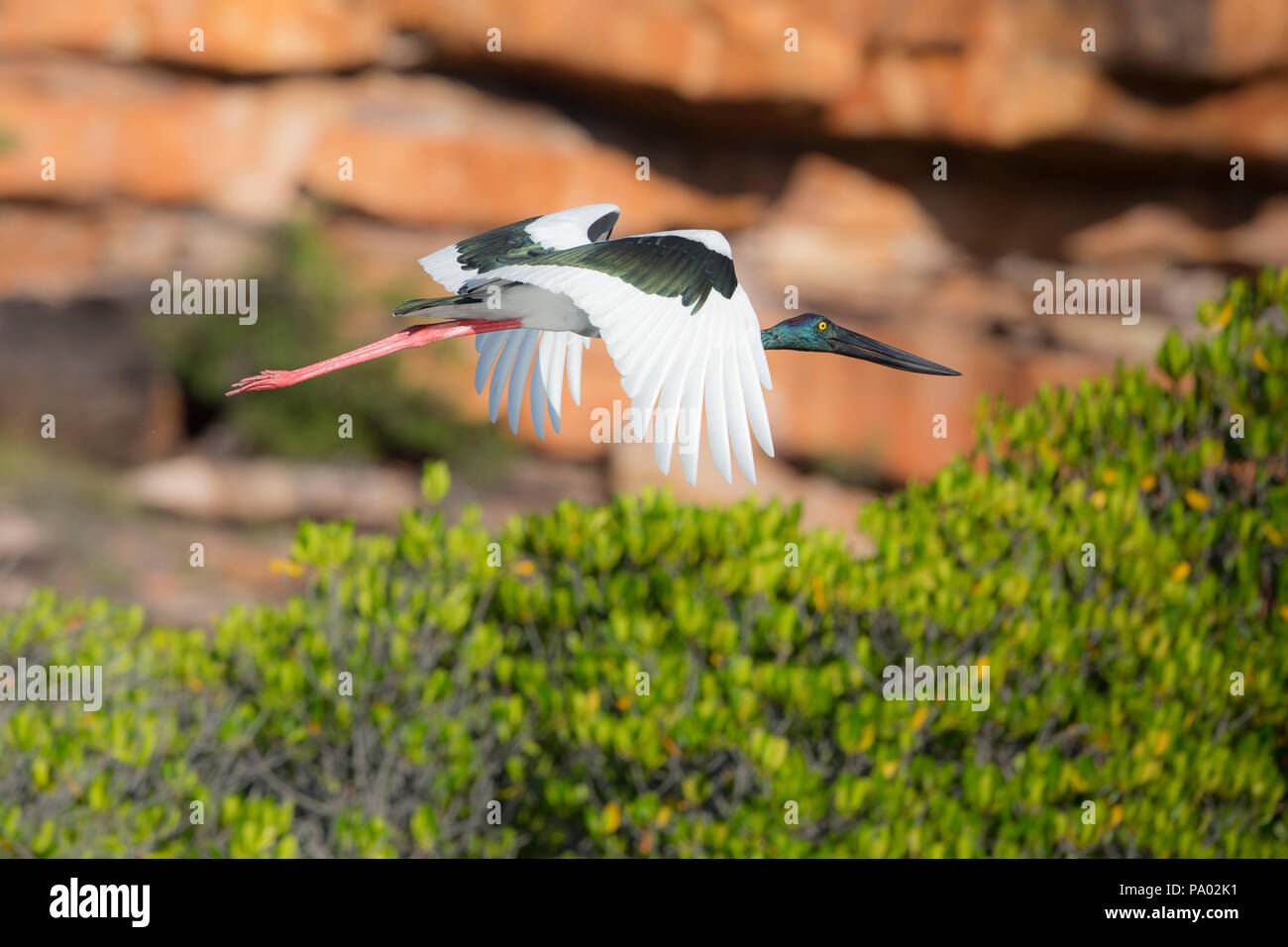 Black-necked Stork, die Kimberley Region, Western Australia Stockfoto