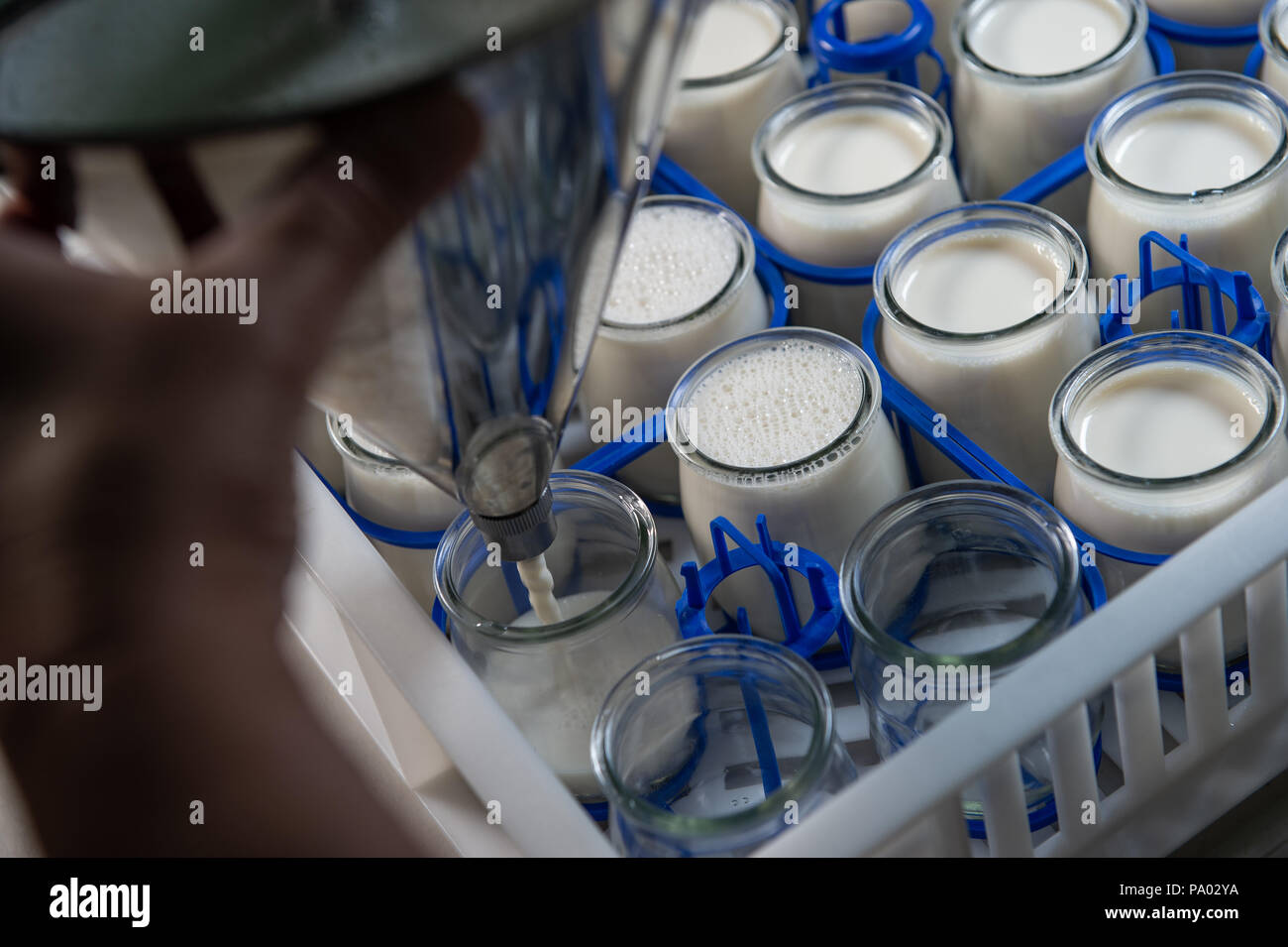 Herstellung von Joghurt in einer Farm, das hausgemachte Kuh Milch Joghurt, Frankreich Stockfoto