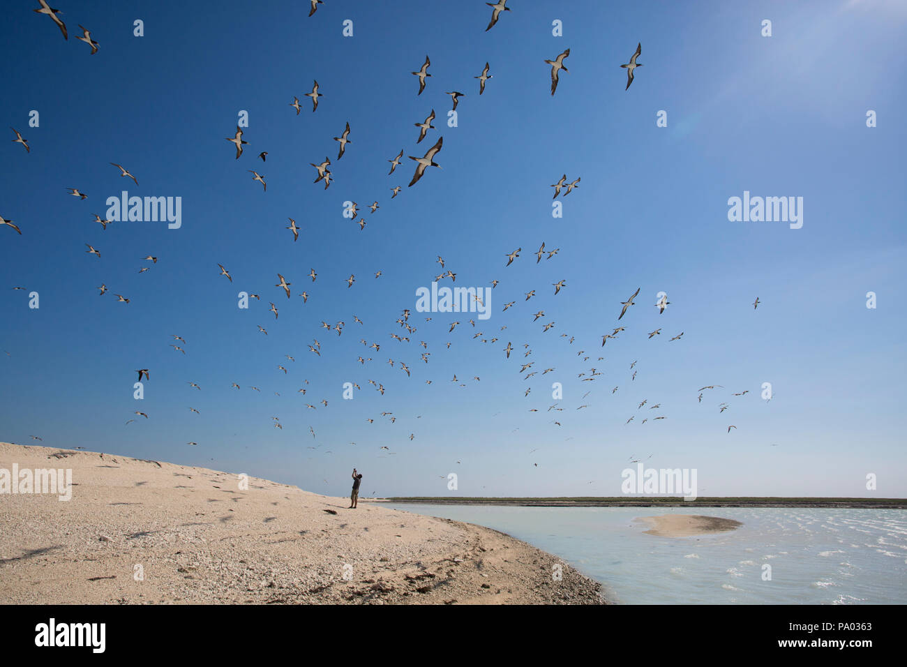 Allein mit der Vögel - Die Kimberley, Western Australia Stockfoto