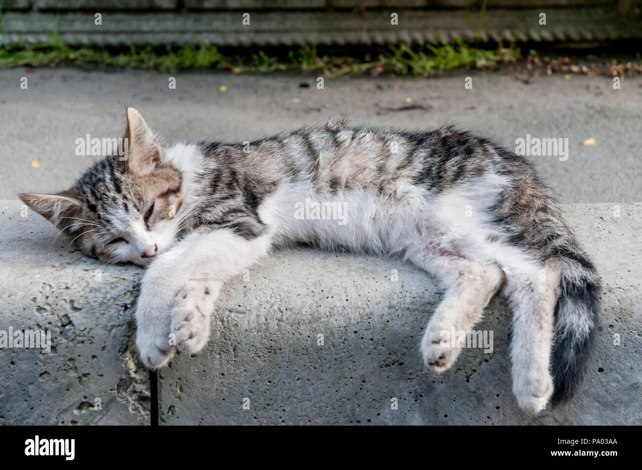 Straße heimatlose Katze (Katze). Tiere in der Stadt. Verloren und heimatlosen Katzen. Stockfoto