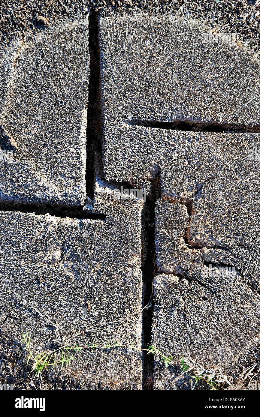 Zum Schneiden von Holz Trunk aus einer Palme Detail Stockfoto