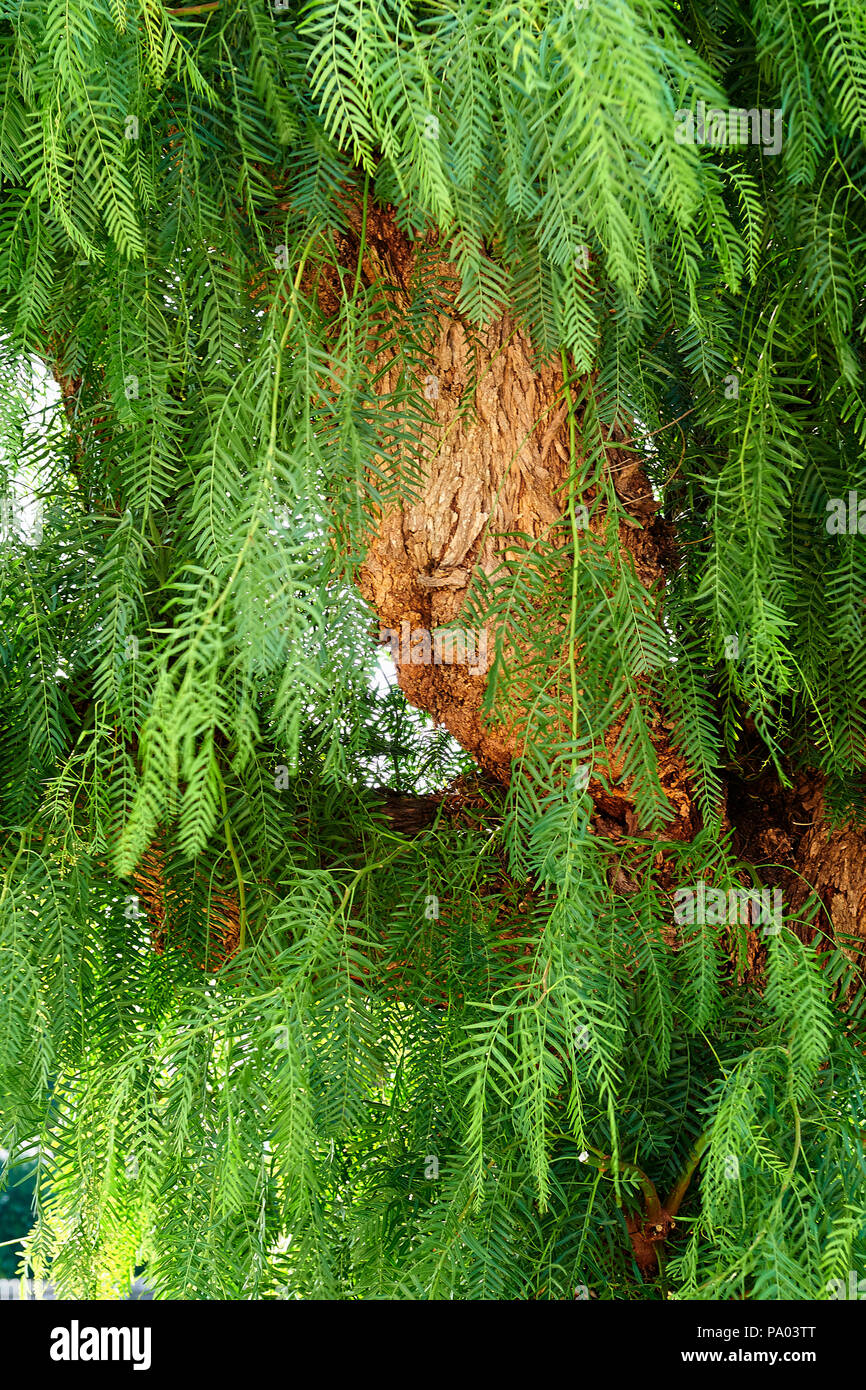 Auf holz Trunk von einem tropischen Baum Detail. Hno-Gesicht Stockfoto