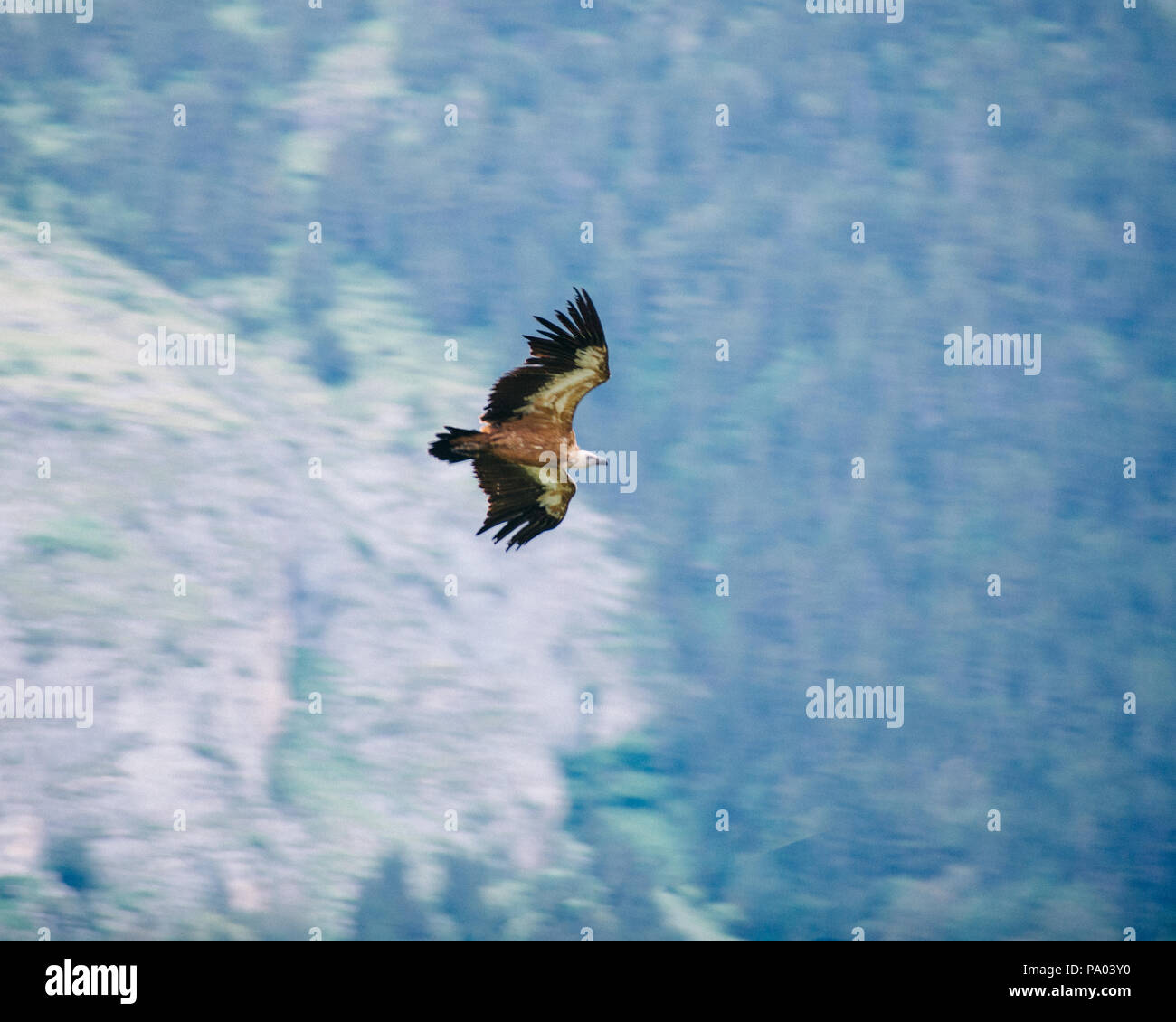 Gänsegeier in den französischen Pyrenäen Stockfoto