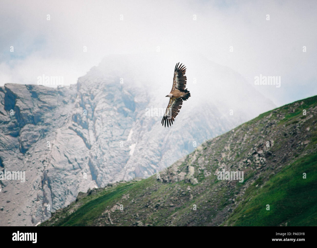 Gänsegeier in den französischen Pyrenäen Stockfoto