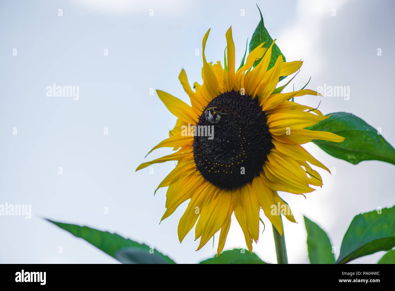 Bienen auf der Suche nach Nektar und sitzen auf Schön. helle gelbe Sonnenblumen blühen Stockfoto