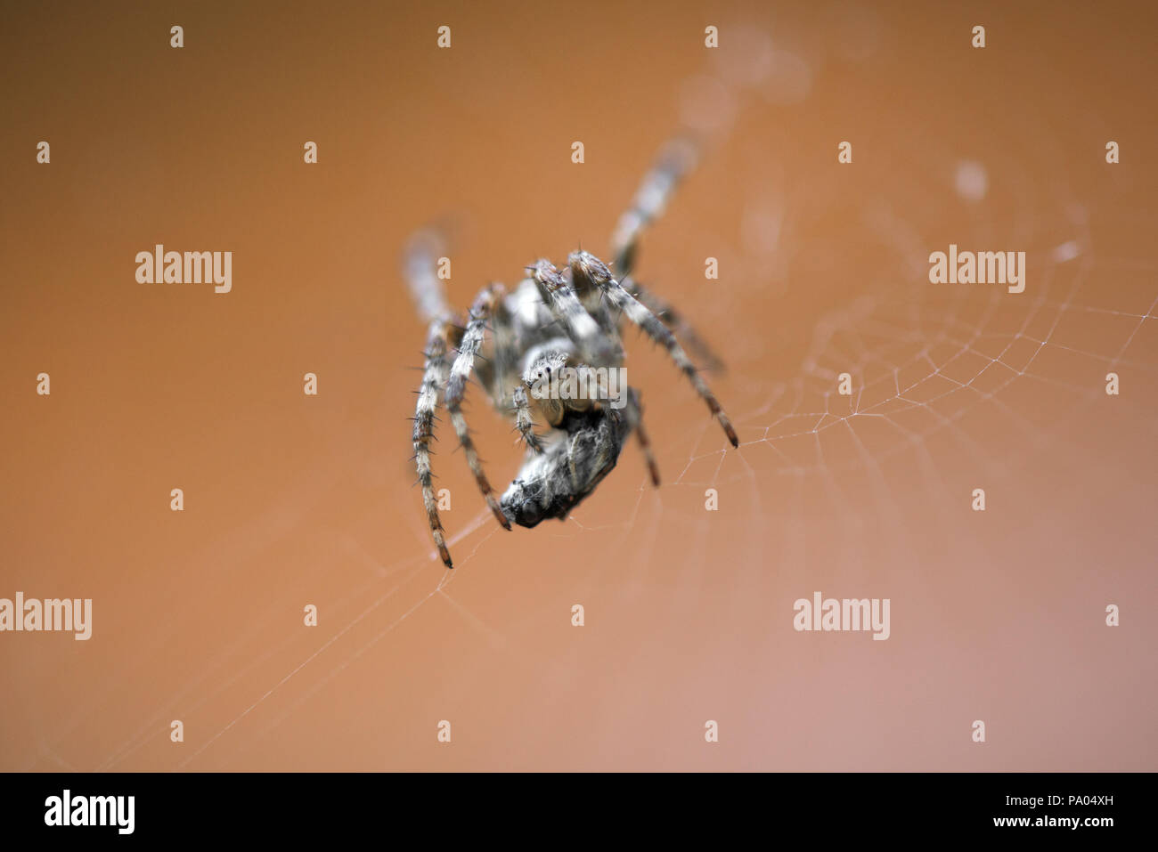 Die Spinne im Netz essen Beute. Fliege im Spinnennetz gefangen Stockfoto