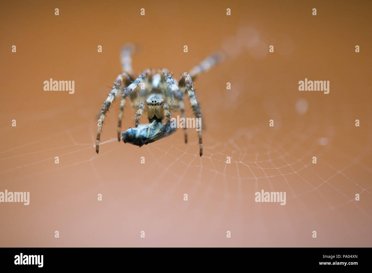 Die Spinne im Netz essen Beute. Fliege im Spinnennetz gefangen Stockfoto