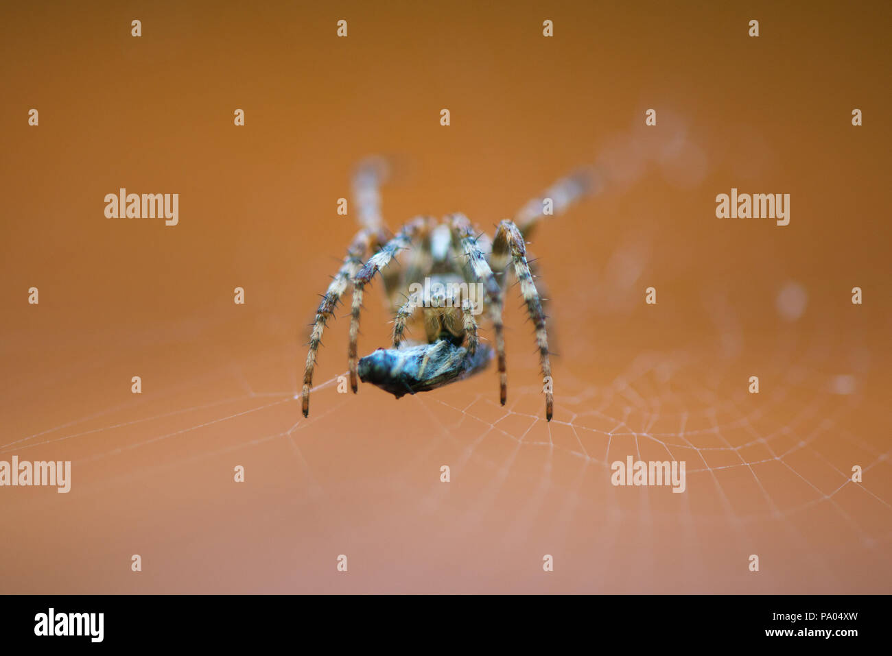 Die Spinne im Netz essen Beute. Fliege im Spinnennetz gefangen Stockfoto