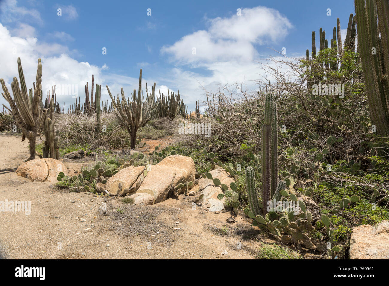 Alto Vista Mountain Bike Trails, Aruba, Karibik Stockfoto