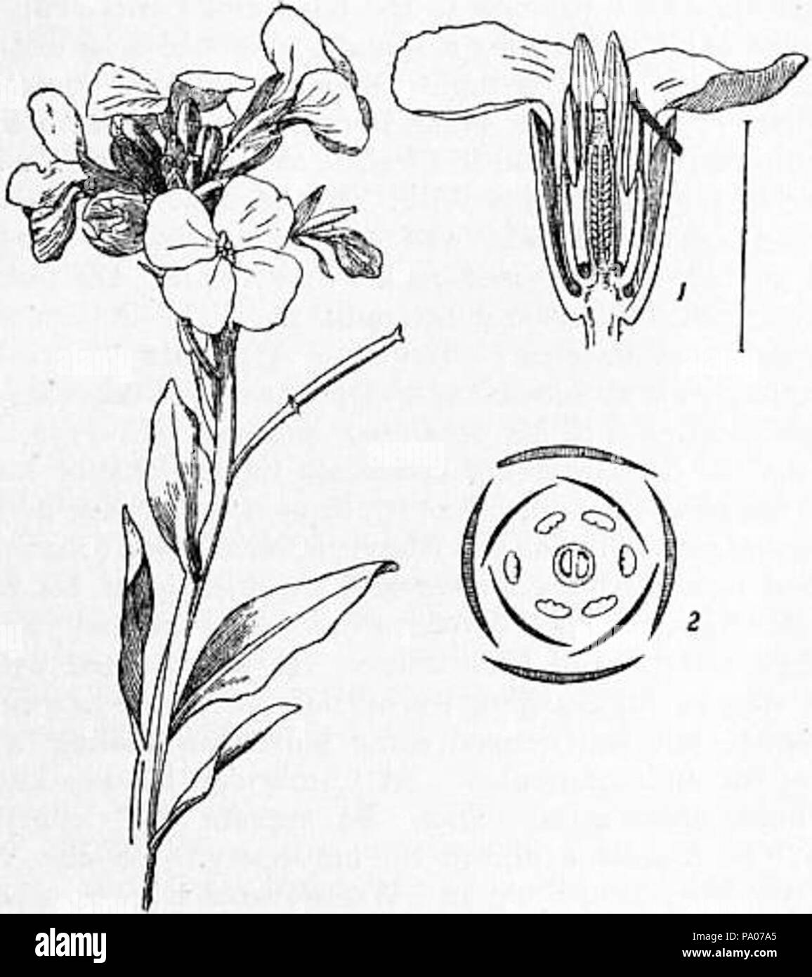 602 EB 1911 Cruciferae Abb. 1.- Mauerblümchen Stockfoto