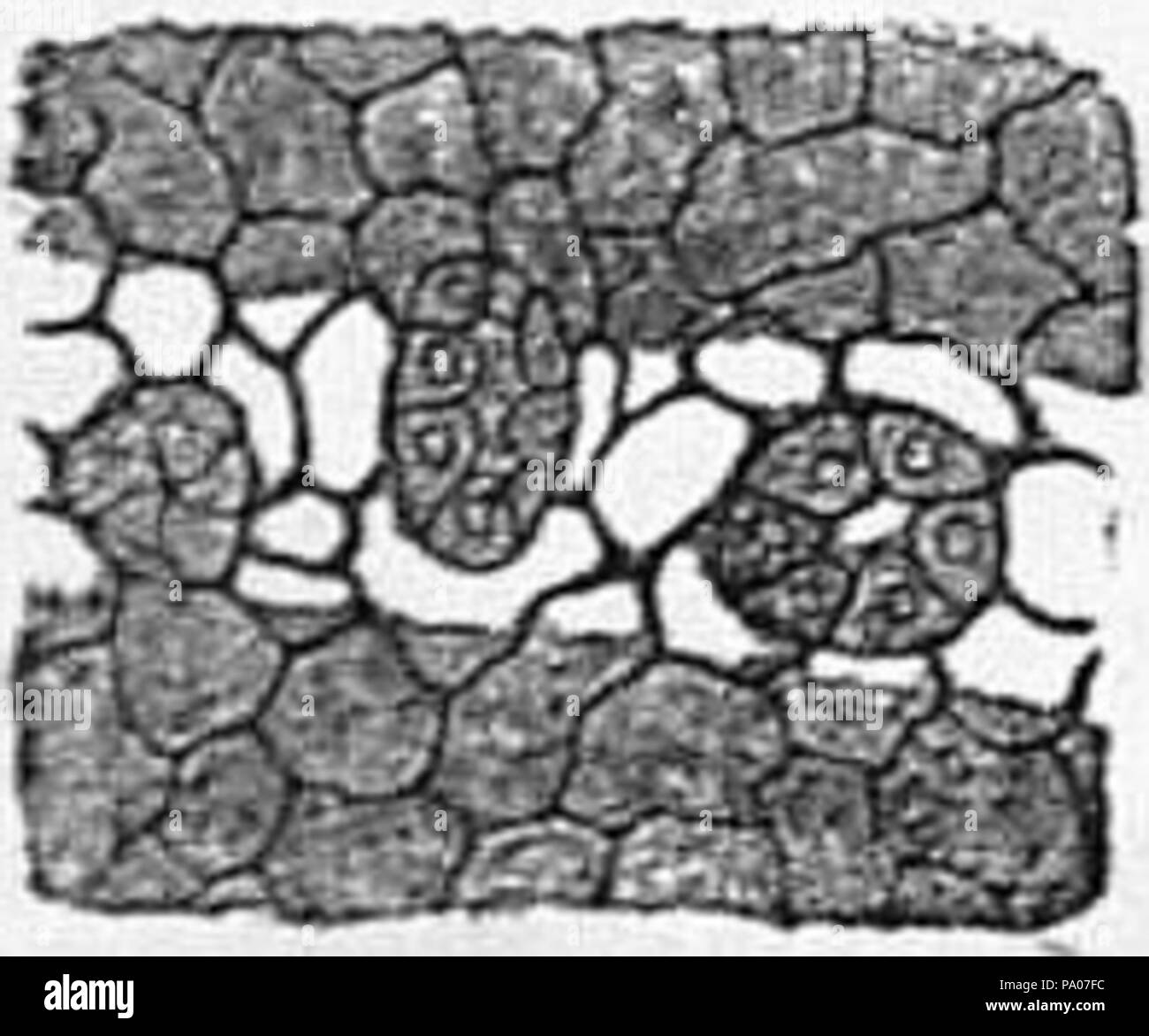 603 EB 1911 Epitheliale-Abb. 12. Stockfoto