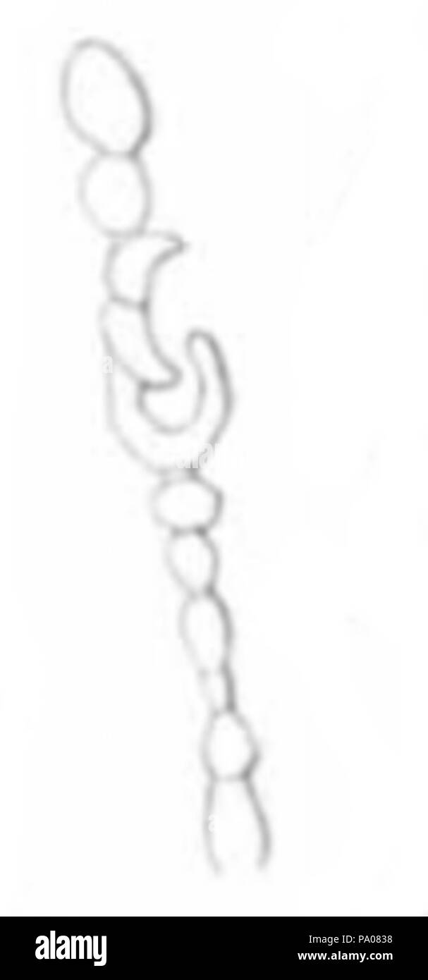 606 EditedAntennalStalk Stockfoto