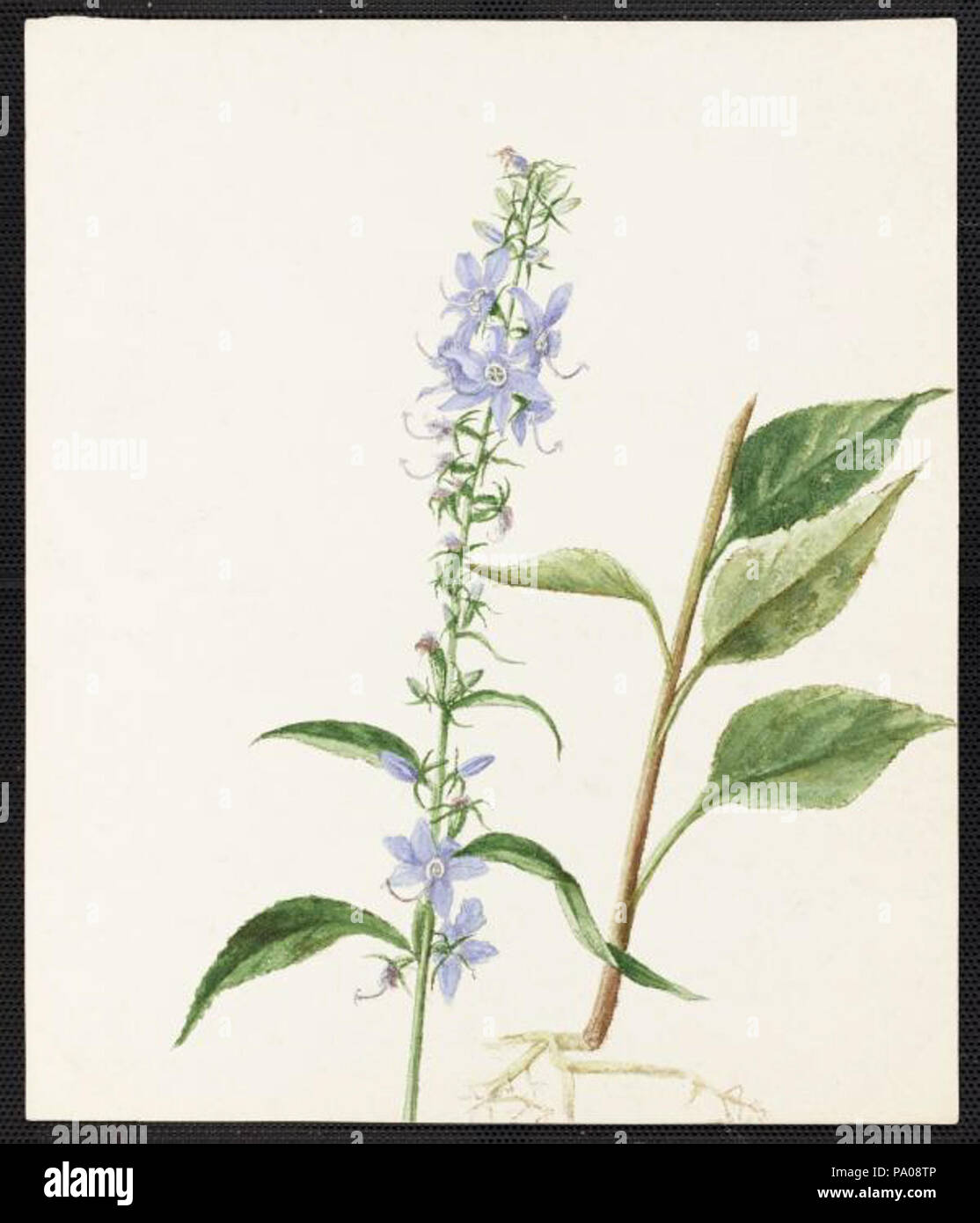 619 Emma Roberts Campanula Americana, L Stockfoto