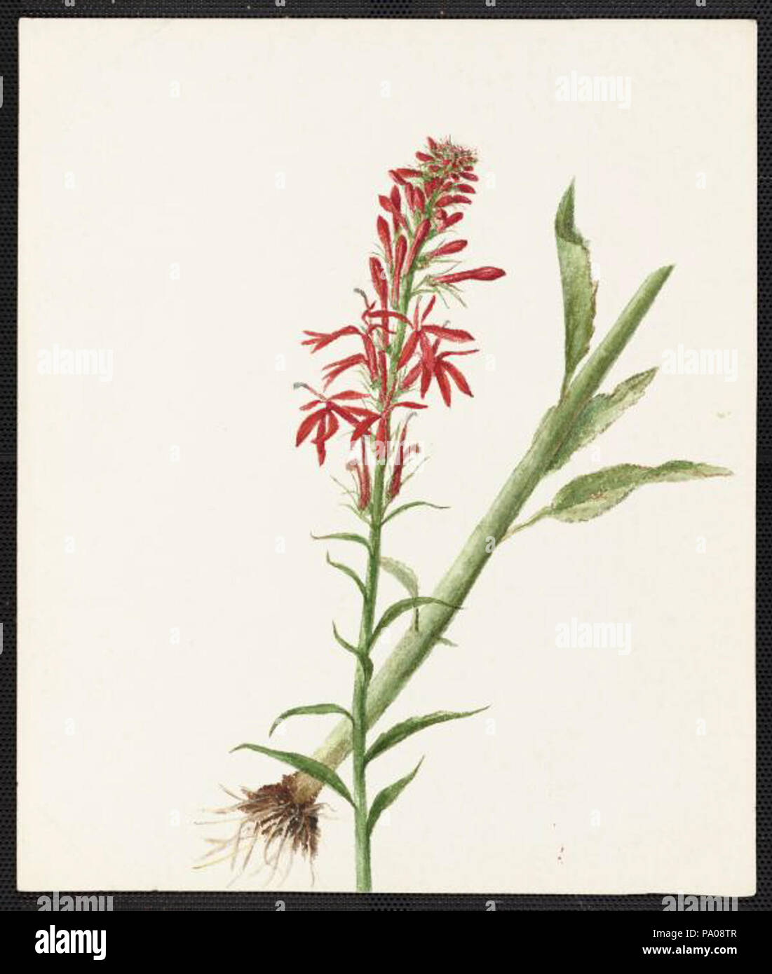 619 Emma Roberts Lobelia cardinalis, L Stockfoto