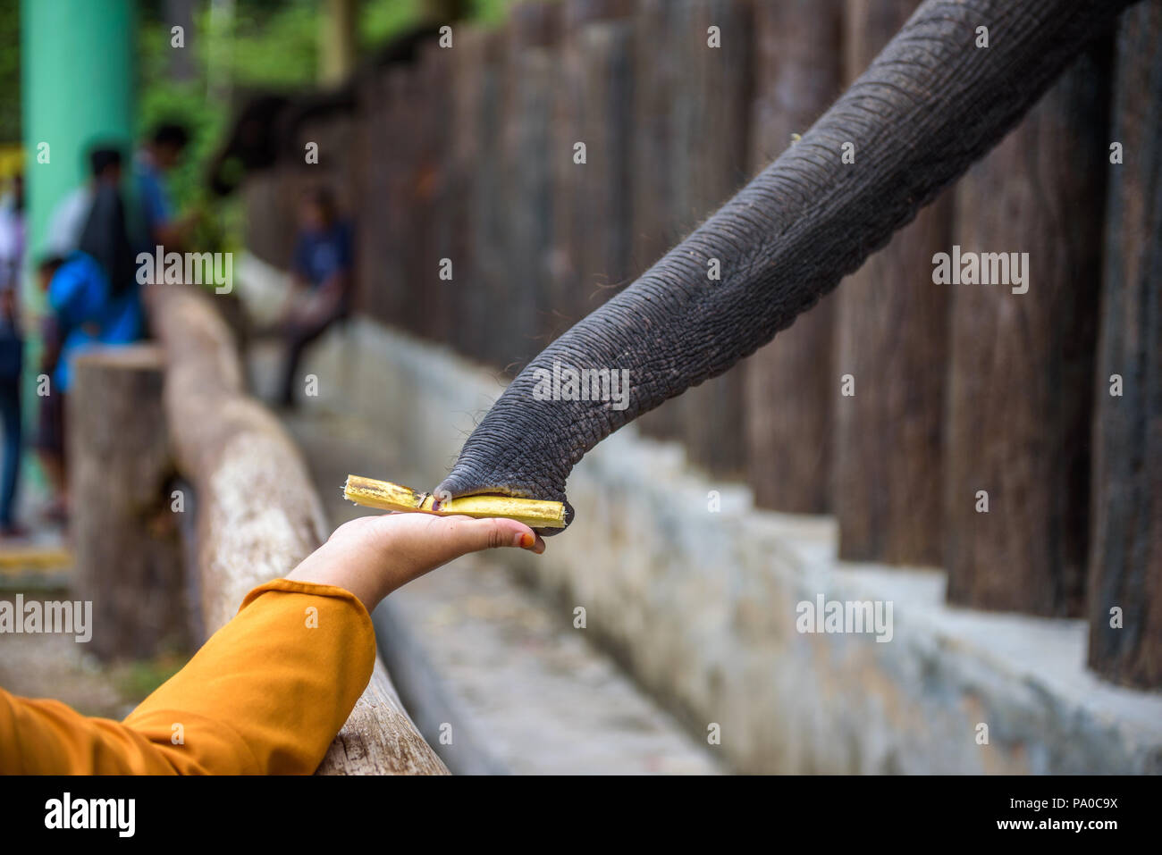 Fütterung ein Elefant mit Zuckerrohr Stockfoto