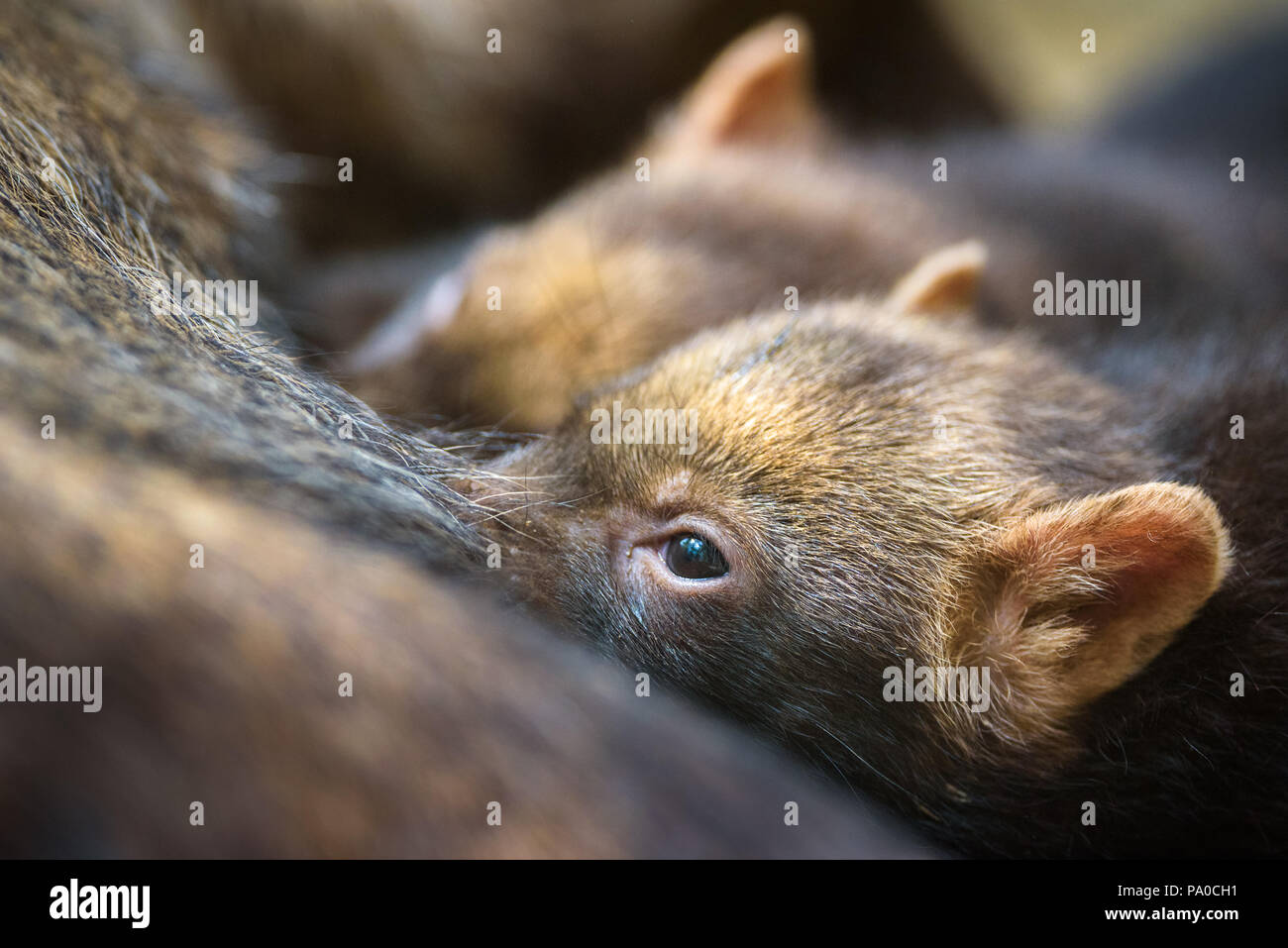 Bush Hund Mutter stillen Ihren Welpen Stockfoto