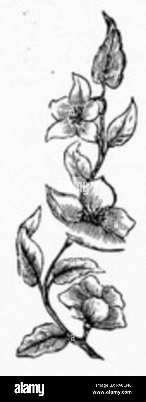 658 Blume zeichnen Stockfoto