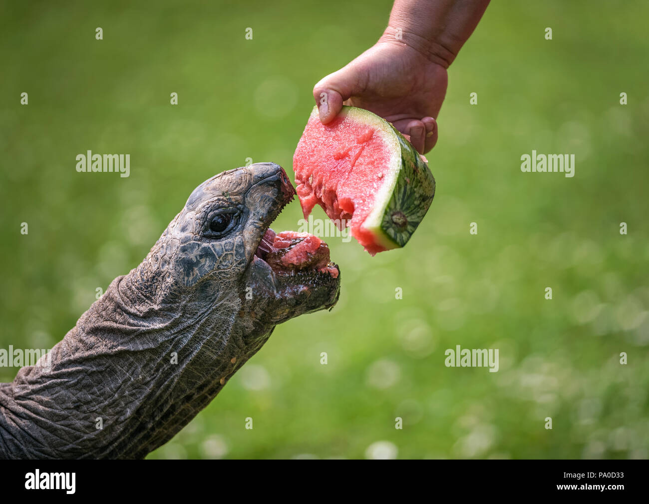 Hand eine riesige Schildkröte Fütterung mit einer Wassermelone Stockfoto