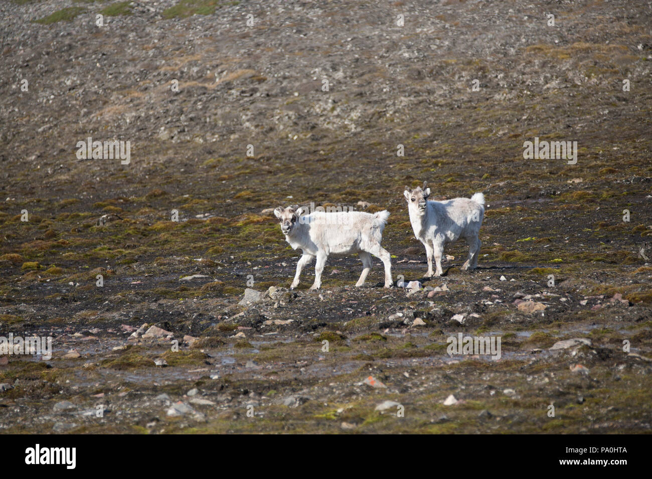 Rentier, Svalbard Stockfoto