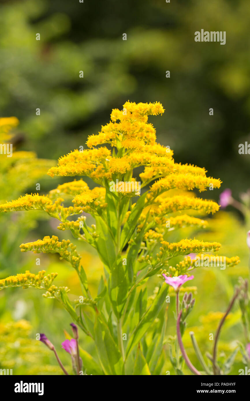 Blumen Am Wegesrand Gelb Stockfotos und -bilder Kaufen - Alamy