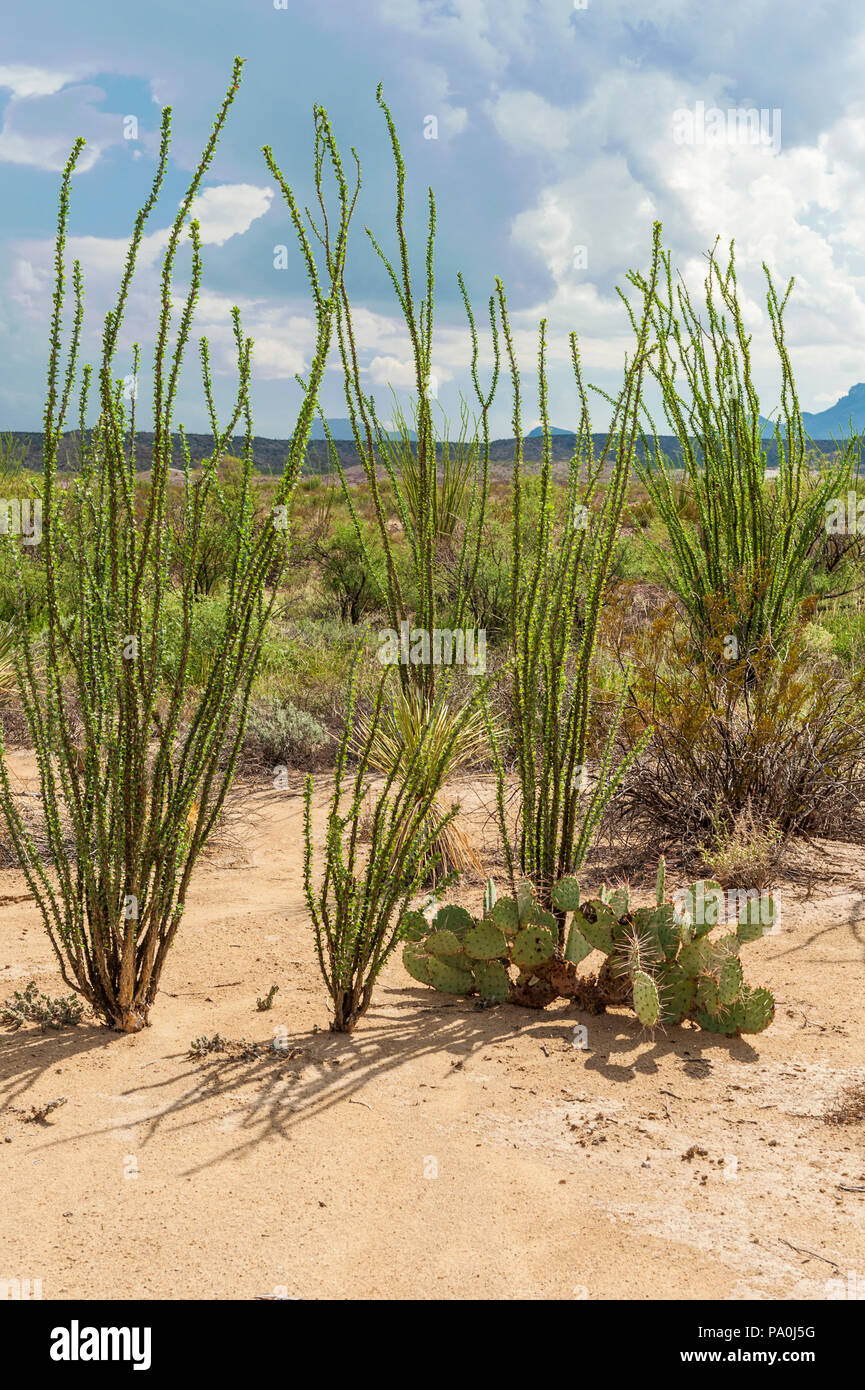 Ocotillo Pflanzen im Big Bend National Park Stockfoto