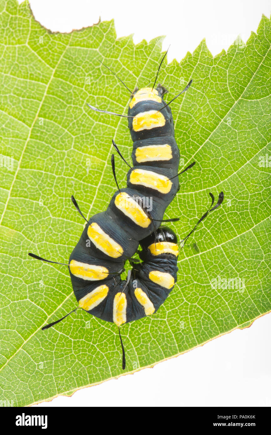 Alder moth Caterpillar, Acronicta alni, fotografiert in einem Studio. Gefunden auf der Wiltshire/Dorset England UK GB Grenze. Die Alder moth Caterpillar Feeds Stockfoto