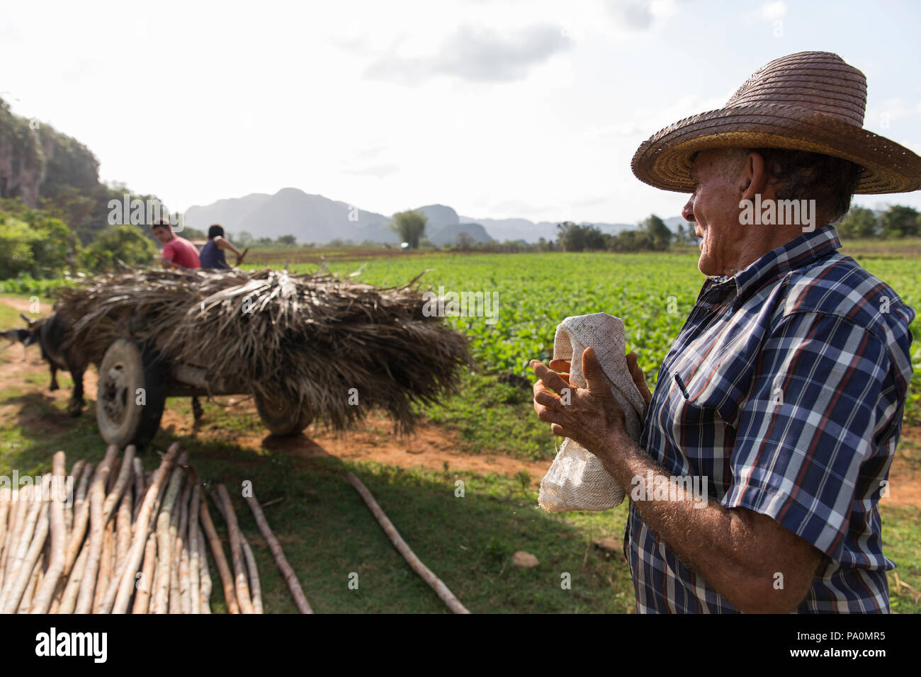 Seitenansicht der Schuß von Bauer arbeiten im Feld, Vinales, Provinz Pinar del Rio, Kuba Stockfoto