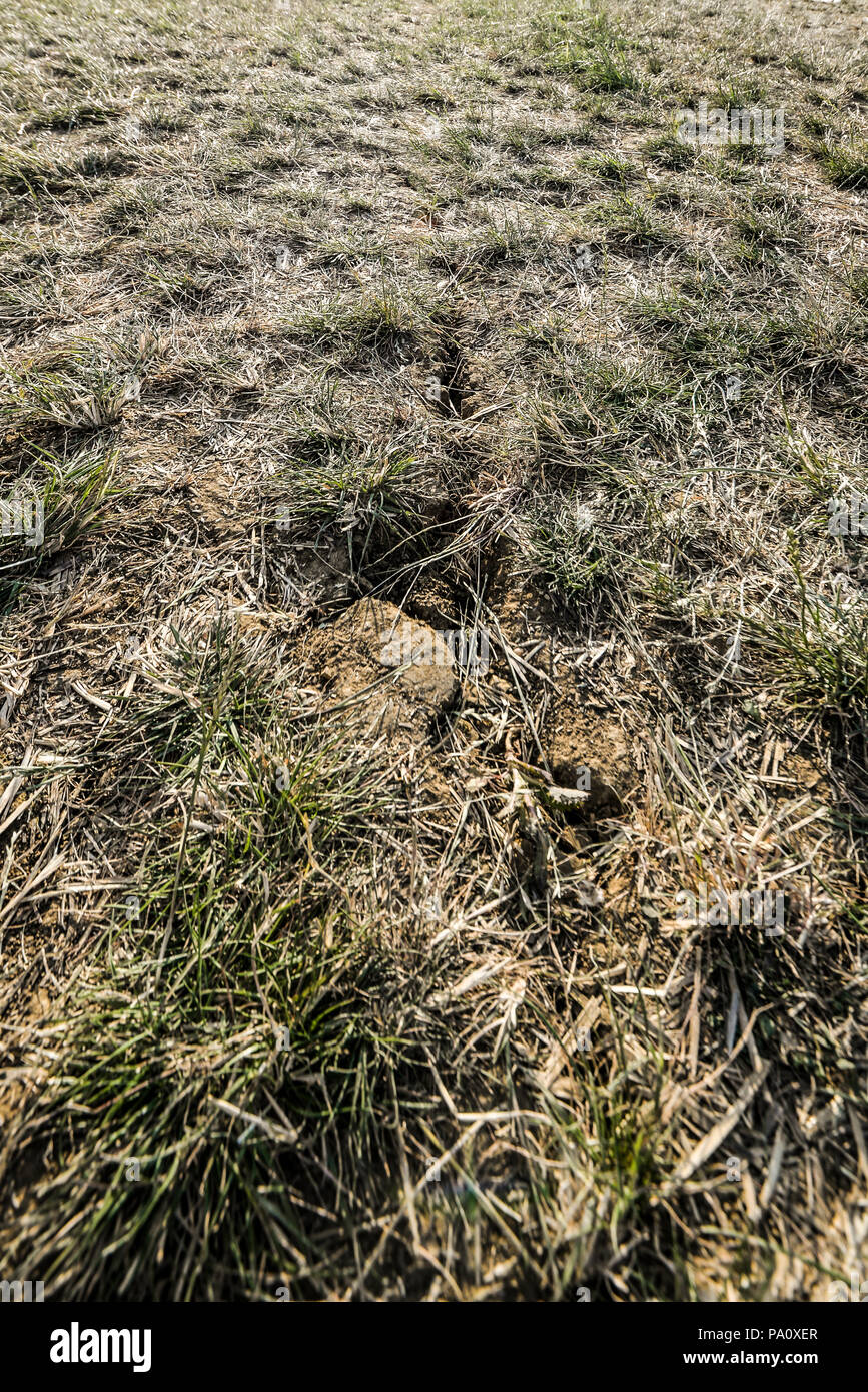 Kontraktion, Austrocknung knacken. Ausgetrocknete Boden während Dürre in Großbritannien geknackt getrocknet. Braun Gras Stockfoto