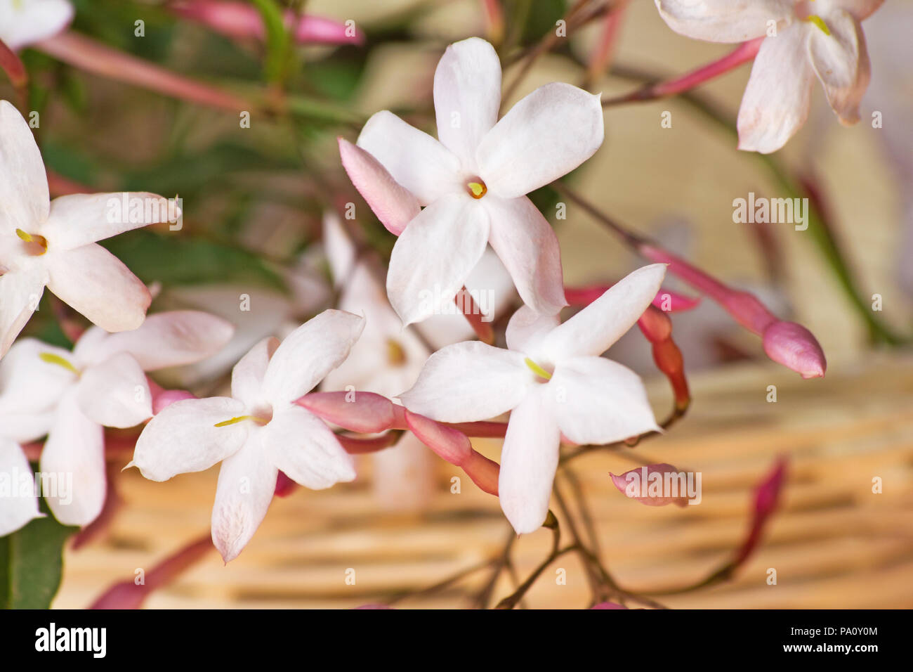 White Jasmine Blumen im Korb Stockfoto