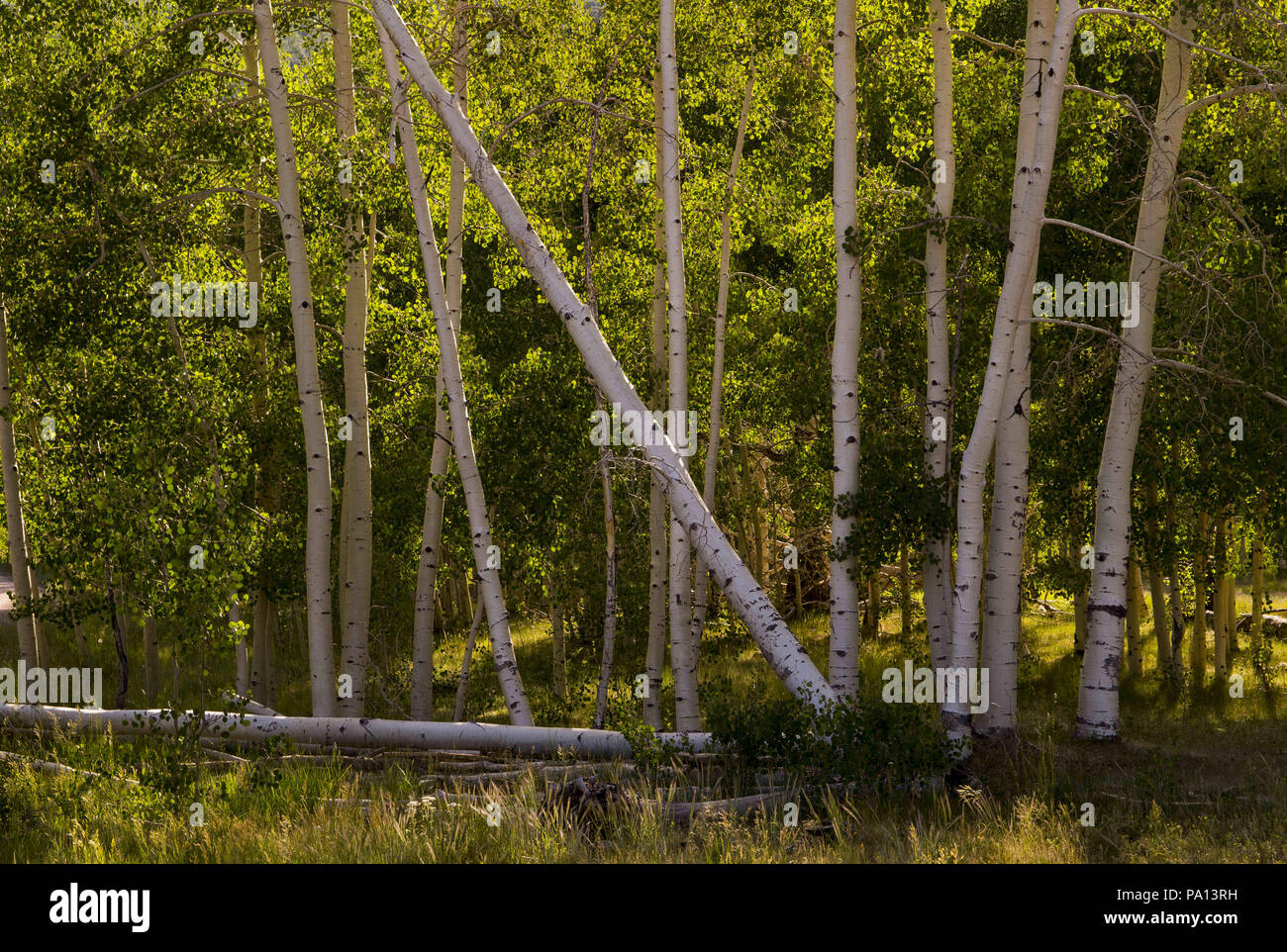 Utah, USA. 1. Juli 2018. Ein stand von espen fangen einige spät Tag Licht im Dixie National Forest, Arizona, am Sonntag, 1. Juli 2018. Credit: L.E. Baskow/ZUMA Draht/Alamy leben Nachrichten Stockfoto