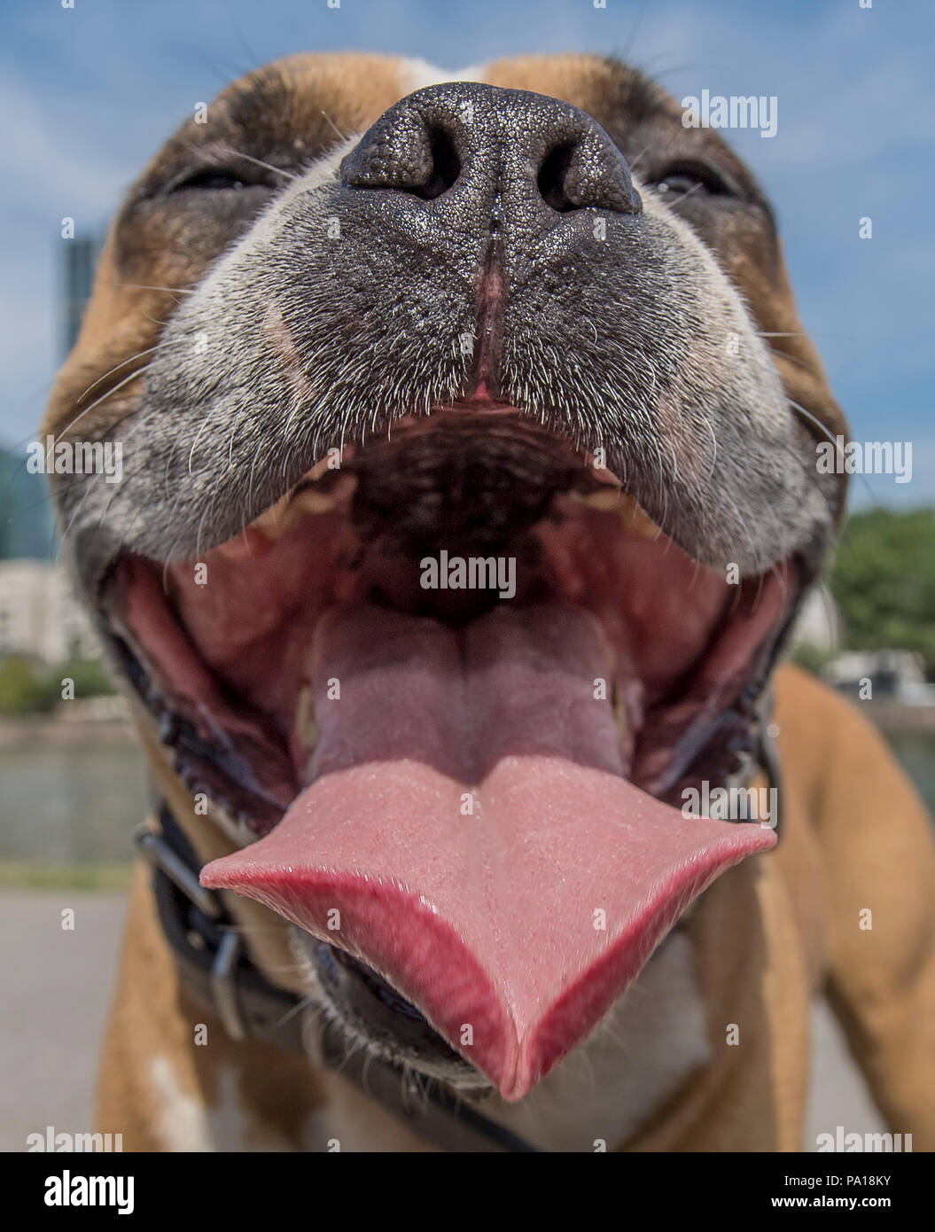 Frankfurt am Main, Deutschland. 20. Juli 2018. 'Ton' keuchend am Ufer des Main. Im Gegensatz zu seinem Besitzer, der Hund hat nur sehr wenige Möglichkeiten, um sich abzukühlen. Die Temperaturen sollen neue Rekordhöhen heute zu erreichen. Credit: Boris Roessler/dpa/Alamy leben Nachrichten Stockfoto