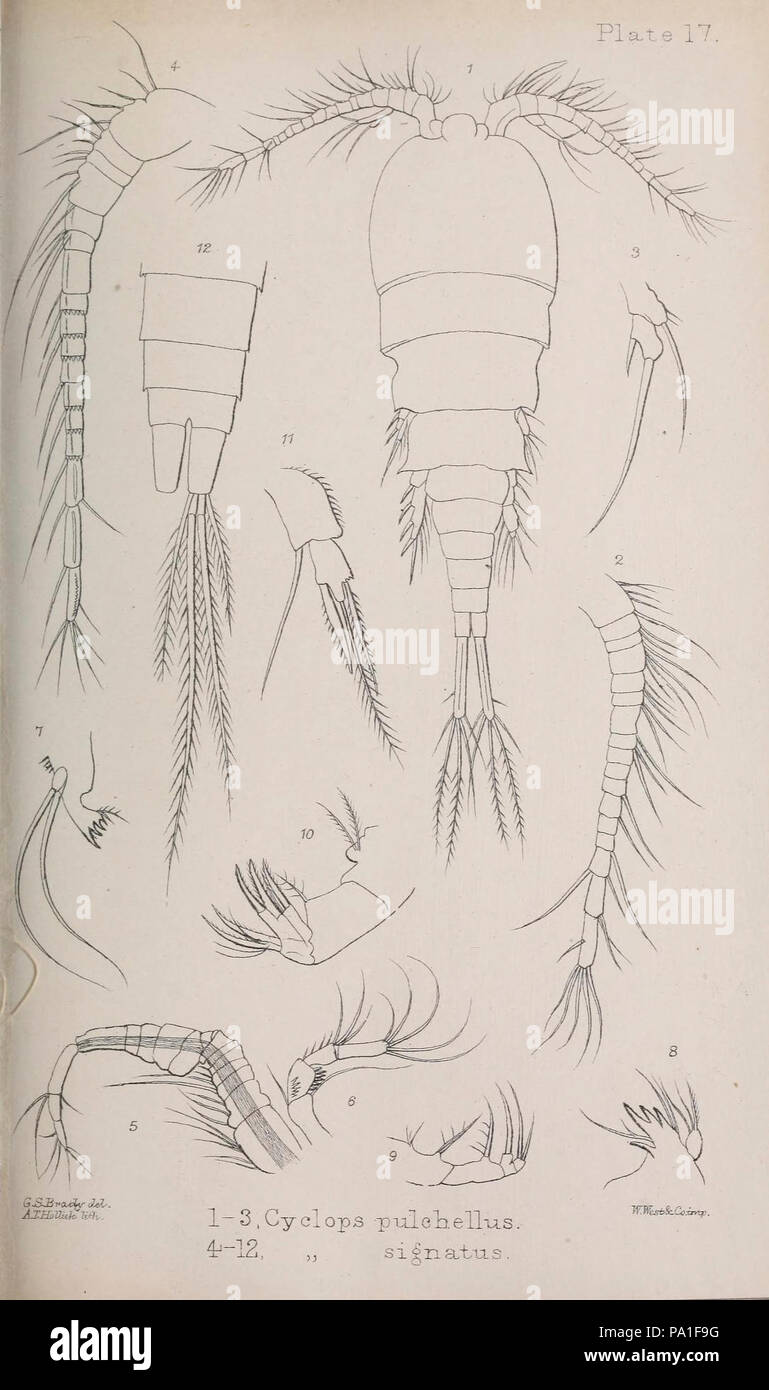 Eine Monographie von der freien und semi-parasitären Copepoda der britischen Inseln (Platte XVII) Stockfoto