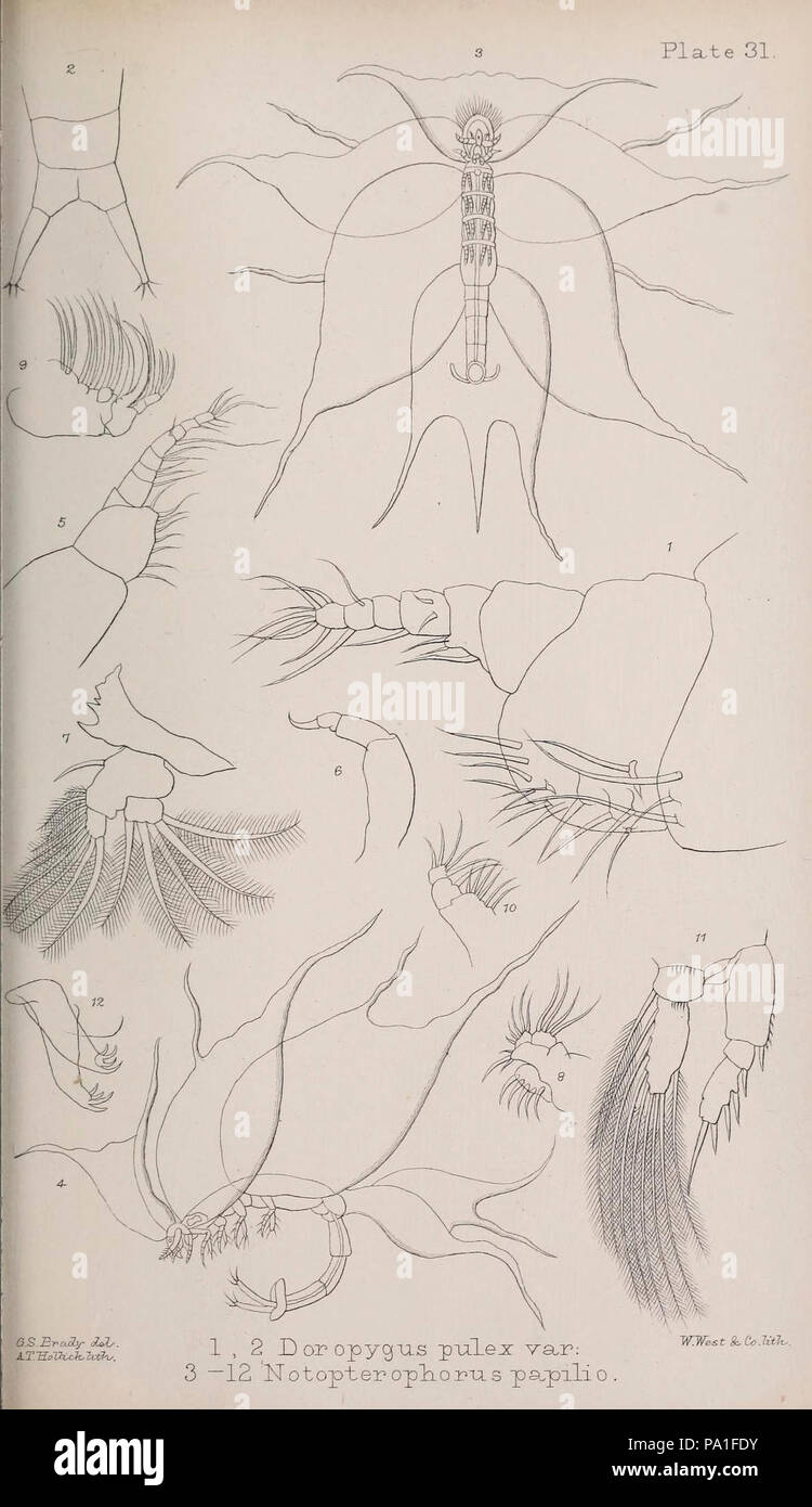 Eine Monographie von der freien und semi-parasitären Copepoda der britischen Inseln (Platte XXXI) Stockfoto