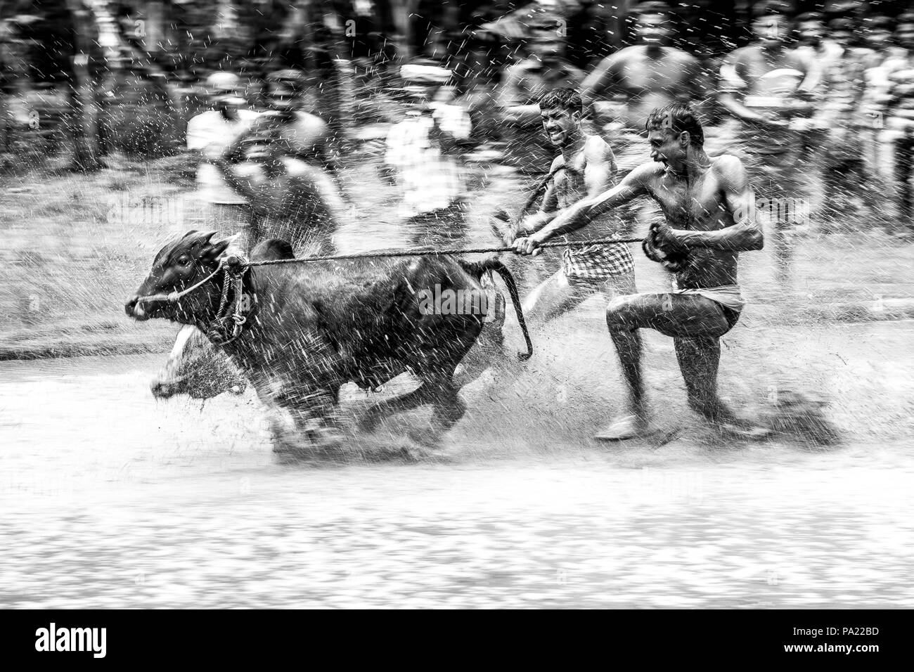 Maramadi, die traditionelle Bull Racing Event, findet jedes Jahr in der Erntezeit. Stockfoto