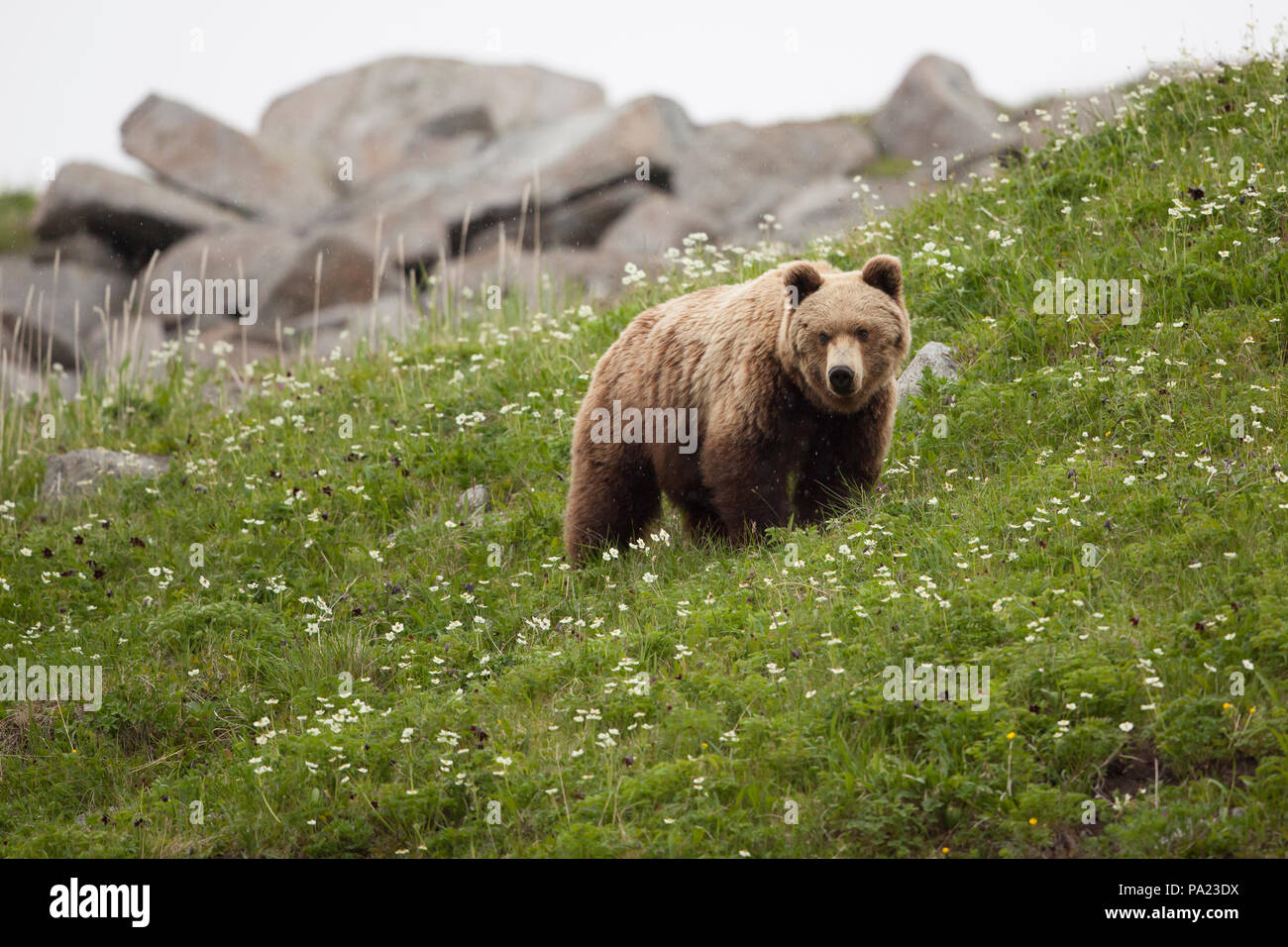 Kamtschatka Braunbär Beweidung auf grünem Gras Hügel Stockfoto