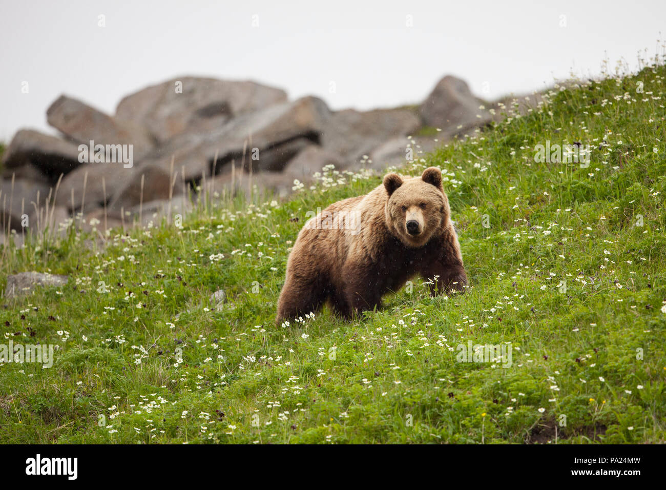 Kamtschatka Braunbär (Ursus arctos) beringianus Stockfoto