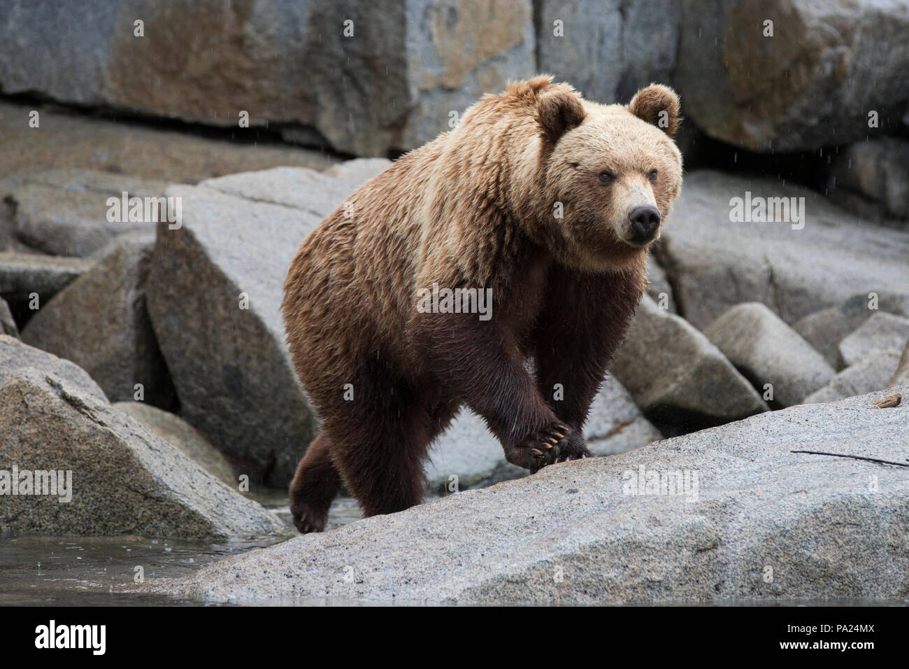 Kamtschatka Braunbär (Ursus arctos) beringianus Stockfoto