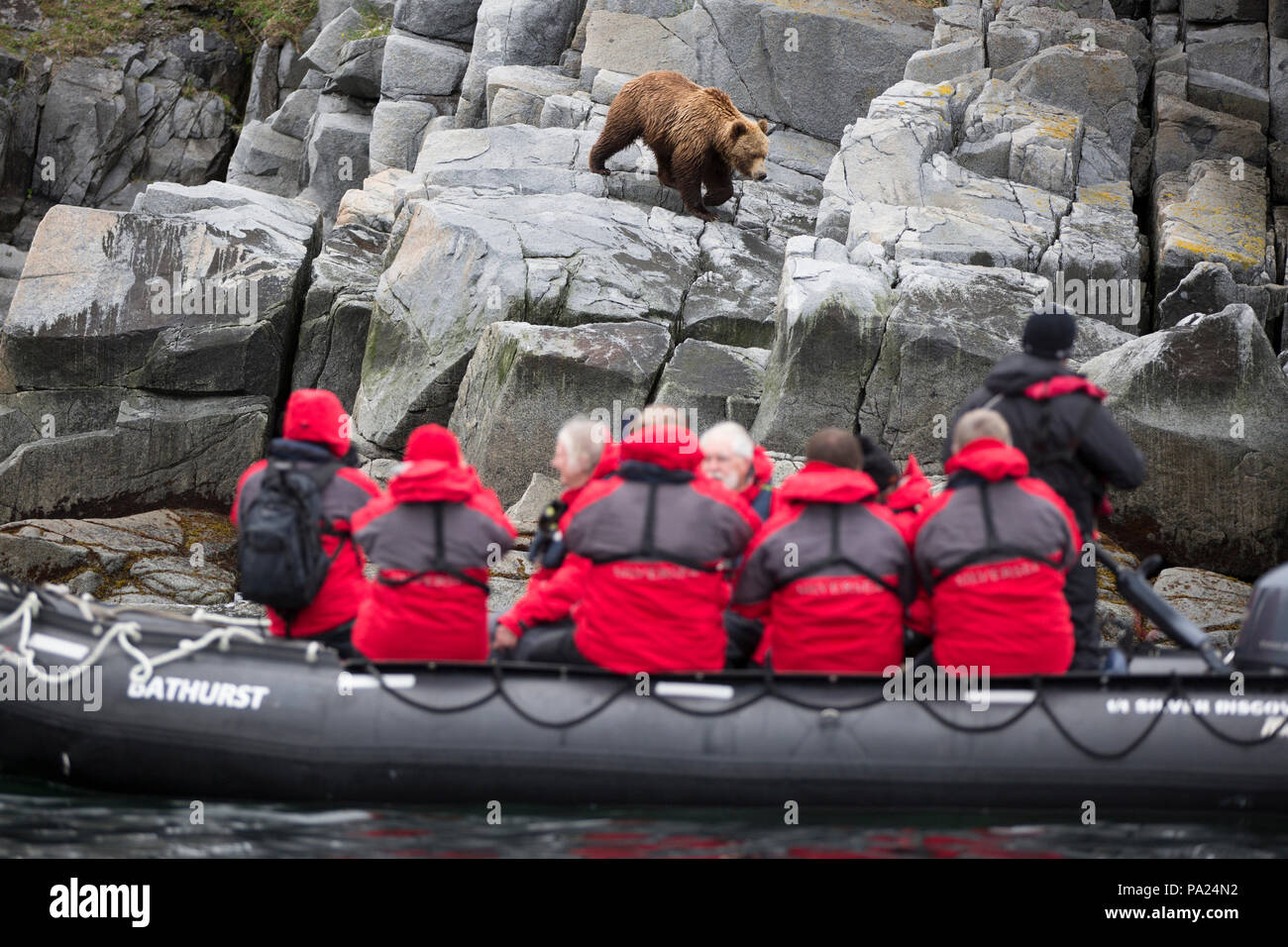 Touristen beobachten ein kamtschatkas Braunbären aus der Sicherheit eines Zodiac Stockfoto